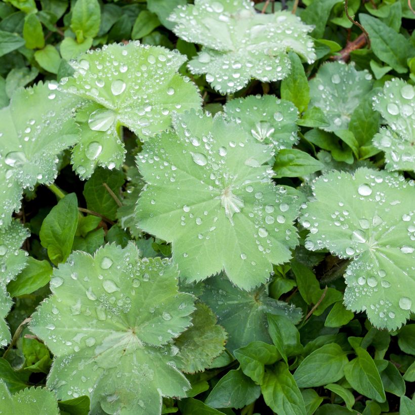 Alchemille Thriller - Alchemilla mollis (Foliage)
