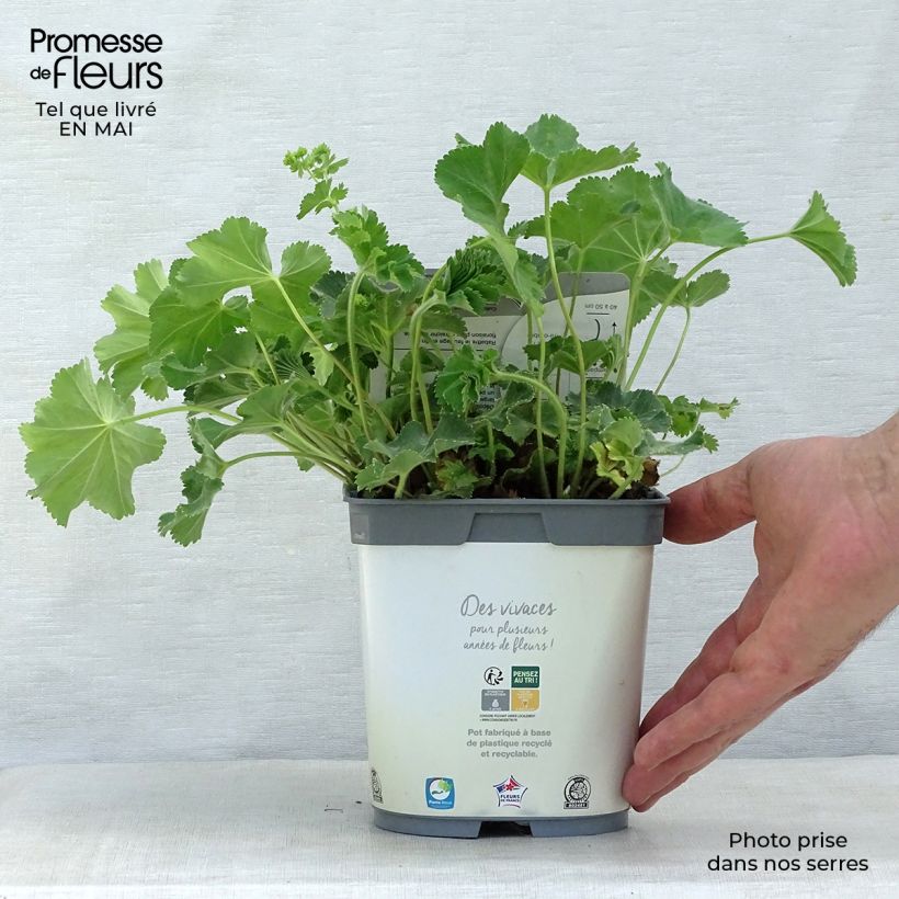 Example of Alchemille Thriller - Alchemilla mollis Pot de 2L/3L as you get in printemps