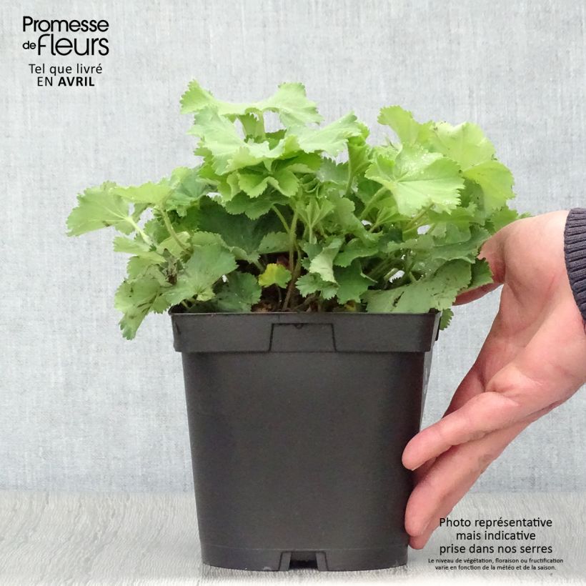 Example of Alchémille commune - Alchemilla mollis Pot de 2L/3L as you get in printemps