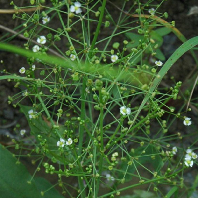 Alisma parviflora - Plantain d'eau (Flowering)