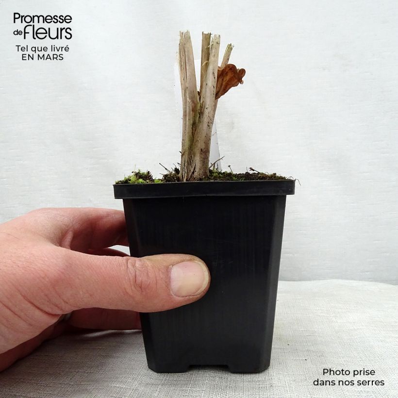 Example of Alisma parviflora - Plantain d'eau Godet de 8/9 cm as you get in printemps