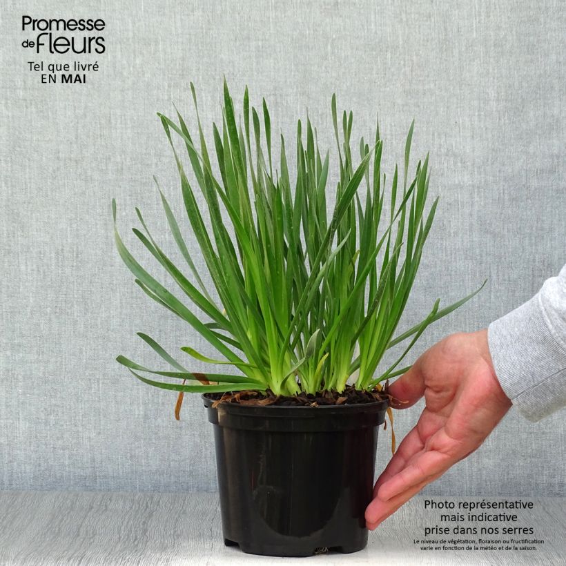 Example of Ail d'ornement - Allium Millenium Pot de 2L/3L as you get in printemps
