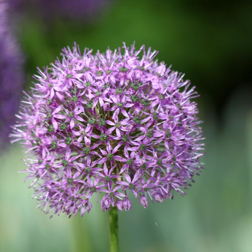 Ail d'ornement - Allium Statos (Floraison)