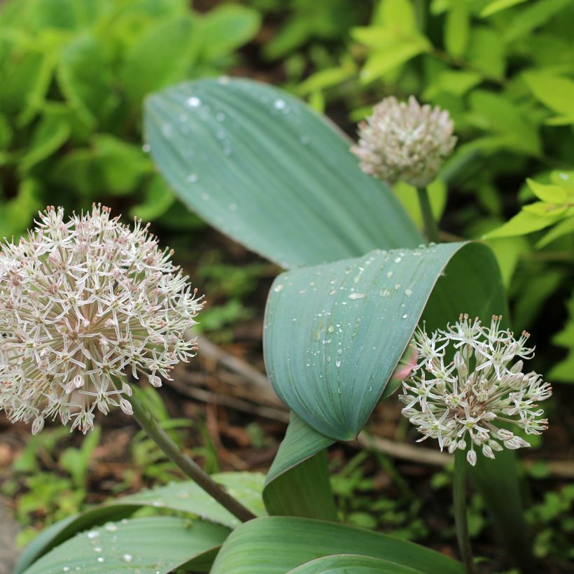Allium karataviense - Ail d'ornement du Turkestan (Plant habit)