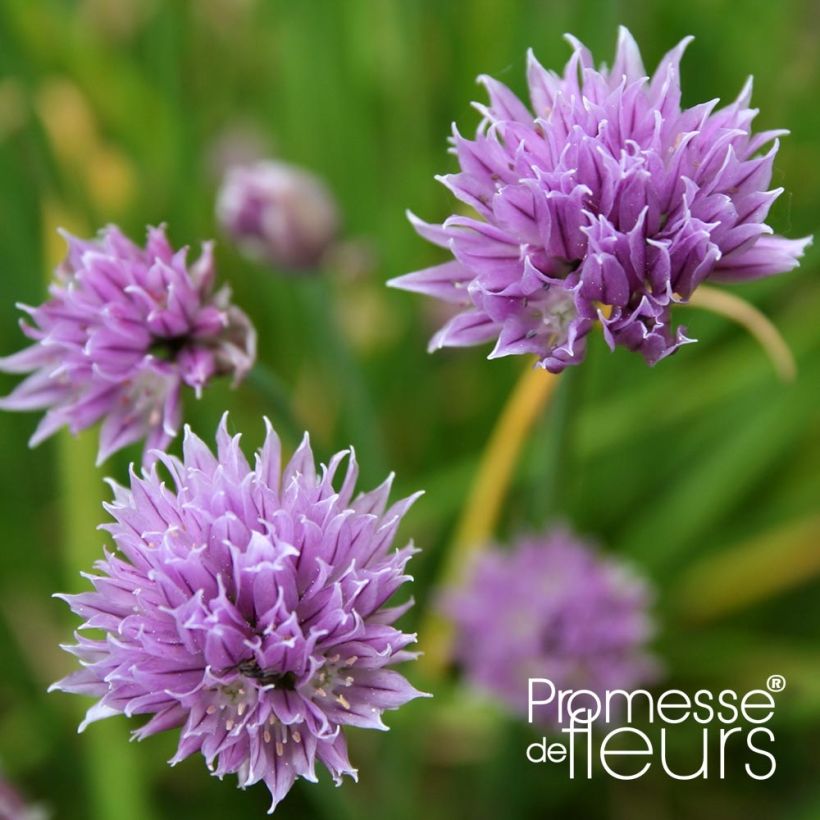 Ciboulette Rising Star - Allium schoenoprasum (Flowering)