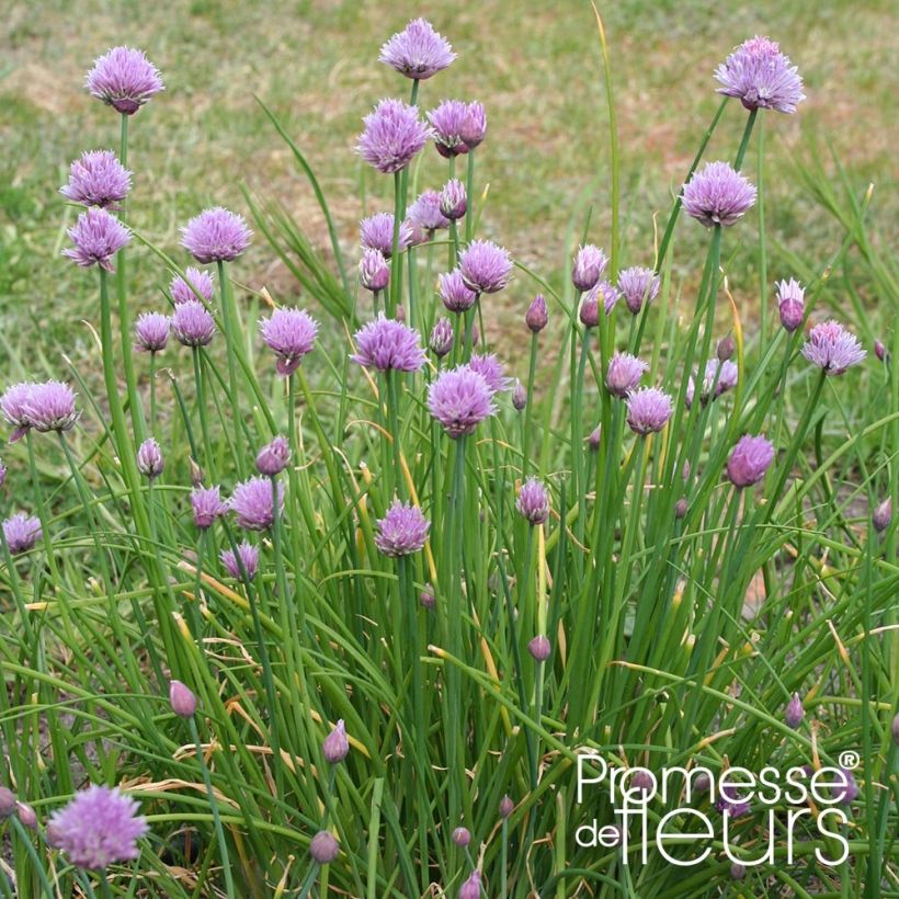 Ciboulette Rising Star - Allium schoenoprasum (Plant habit)