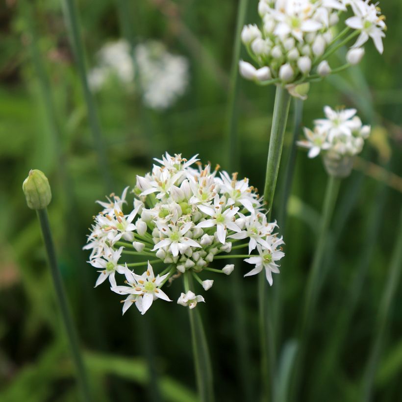 Allium tuberosum Cliffs of Dover - Ail d'ornement (Flowering)