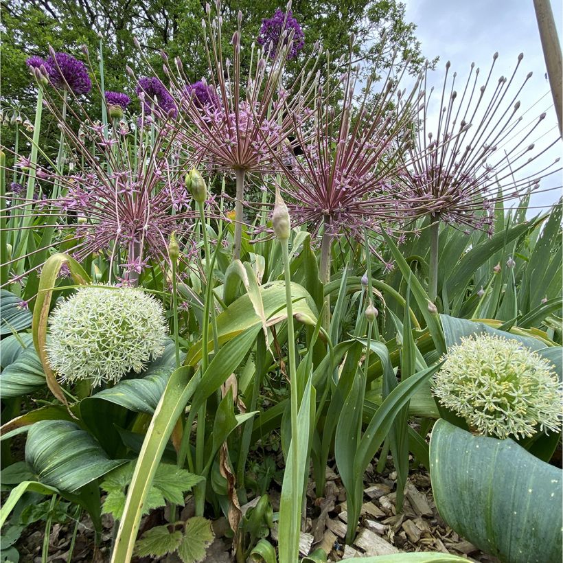 Ail d'ornement - Allium schubertii (Port)
