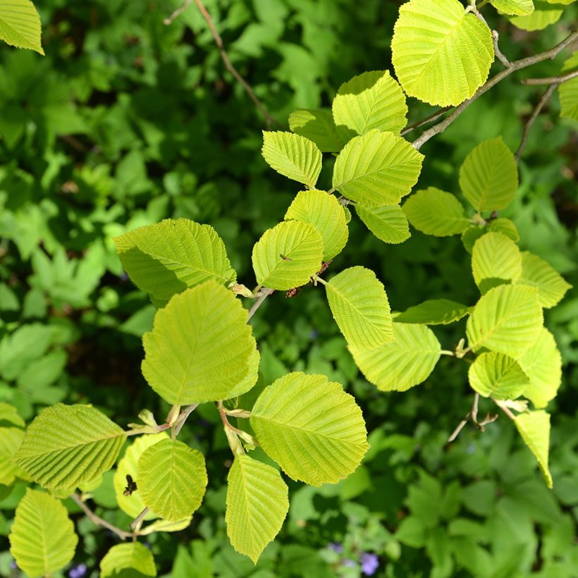 Aulne glutineux - Alnus glutinosa Aurea (Foliage)