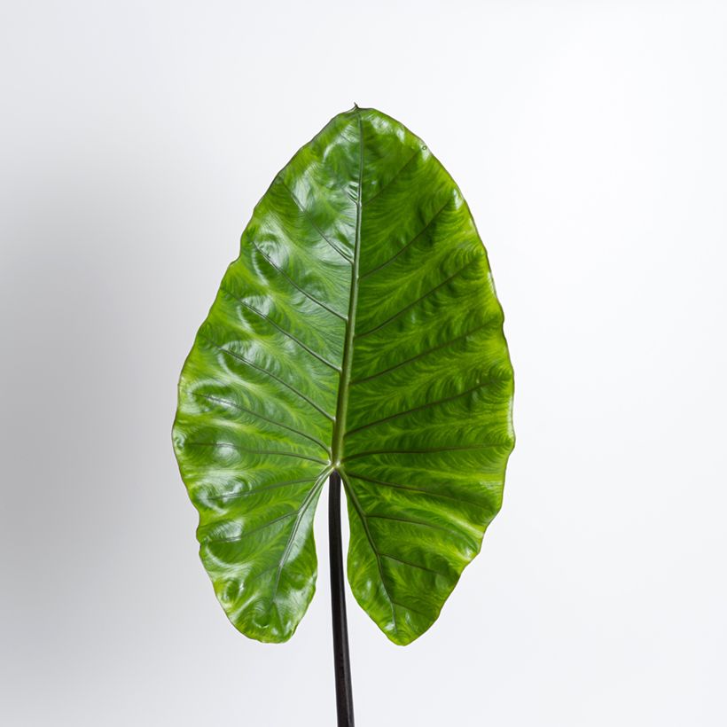 Alocasia Black Stem - Oreille d'éléphant (Foliage)