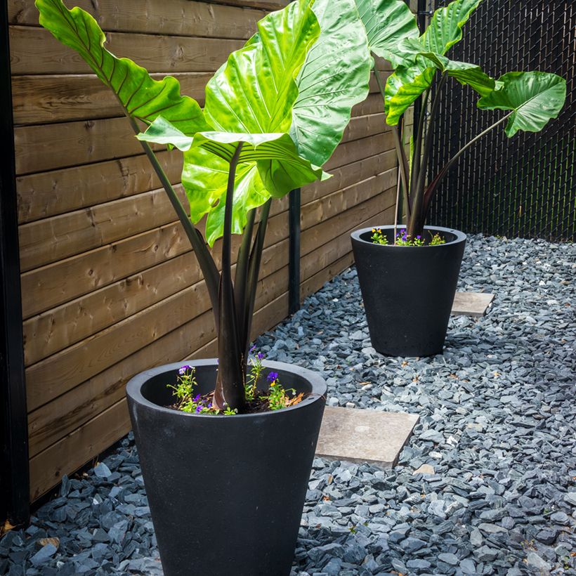 Alocasia Black Stem - Oreille d'éléphant (Plant habit)