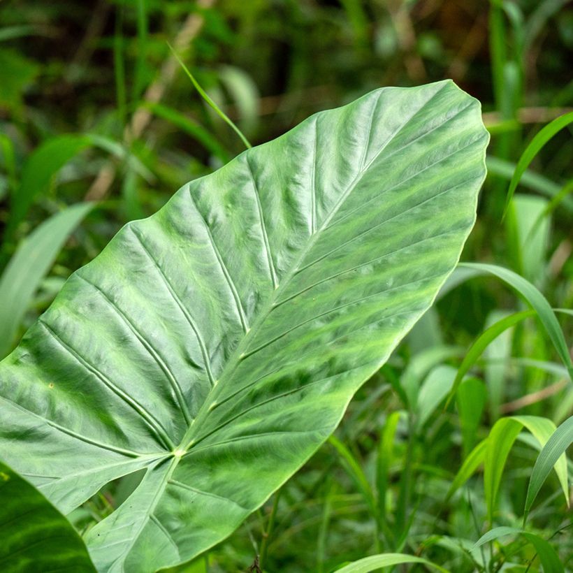 Alocasia Calidora - Oreille d'éléphant (Foliage)