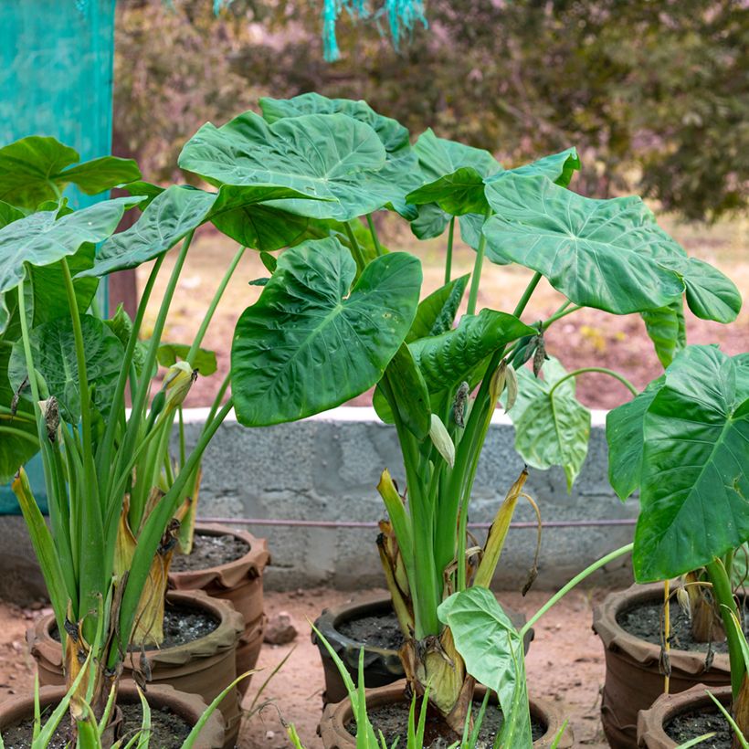 Alocasia Calidora - Oreille d'éléphant (Plant habit)