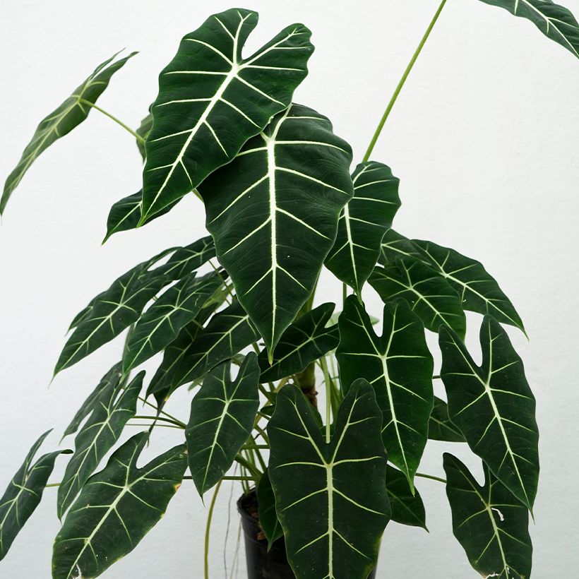 Alocasia Frydek - Oreille d'éléphant (Plant habit)