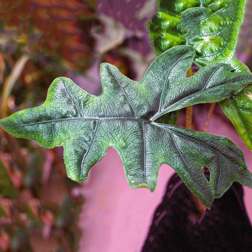 Alocasia Jacklyn - Oreille d'éléphant (Foliage)
