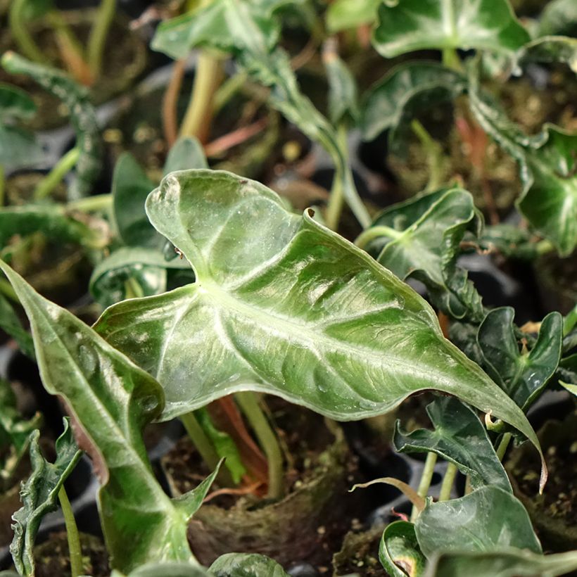 Alocasia Loco - Oreille d'éléphant (Foliage)