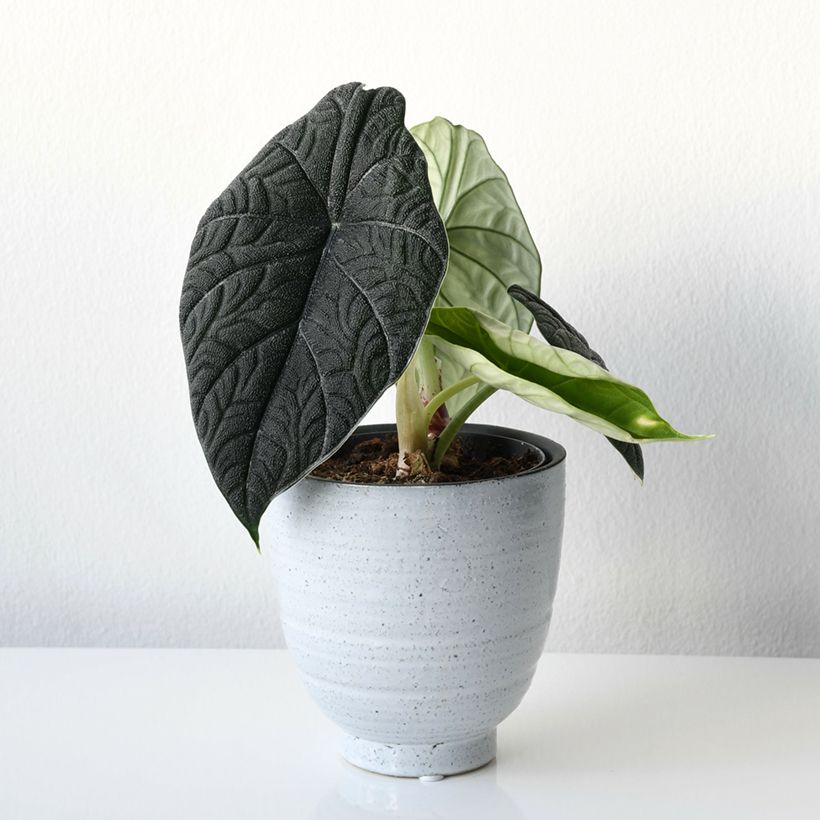 Alocasia melo - Oreille d'éléphant (Plant habit)