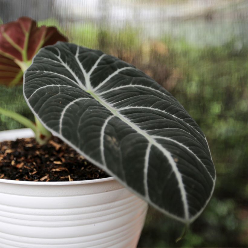 Alocasia Ninja - Oreille d'éléphant (Foliage)