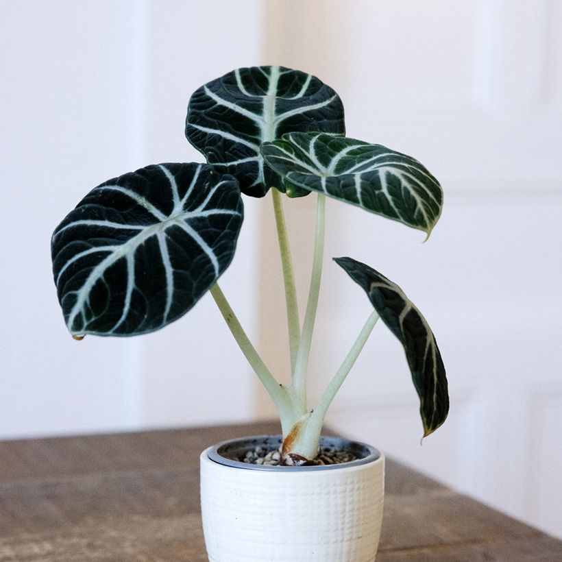 Alocasia Ninja - Oreille d'éléphant (Plant habit)