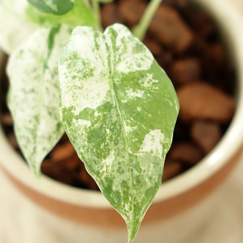 Alocasia odora Batik (Foliage)