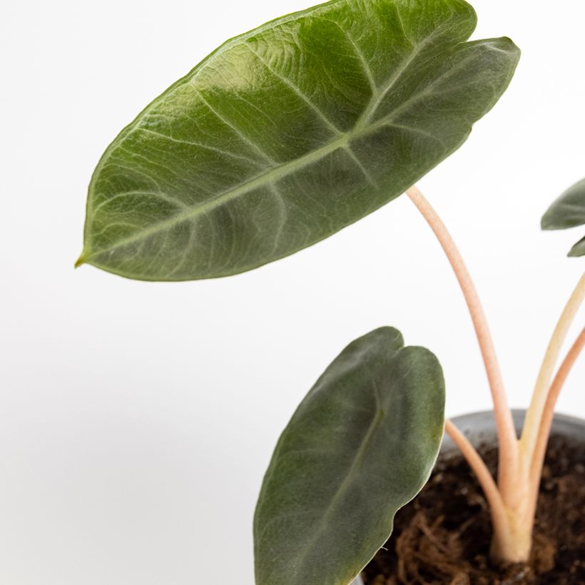 Alocasia Pink Dragon - Oreille d'éléphant (Feuillage)