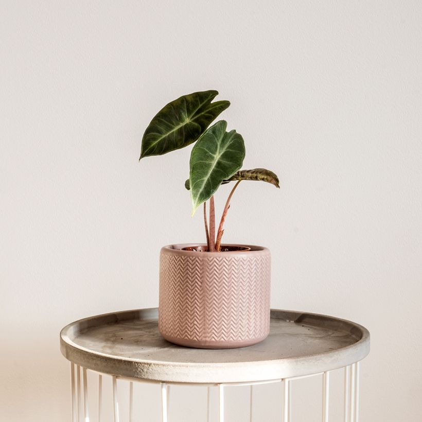 Alocasia Pink Dragon - Oreille d'éléphant (Port)