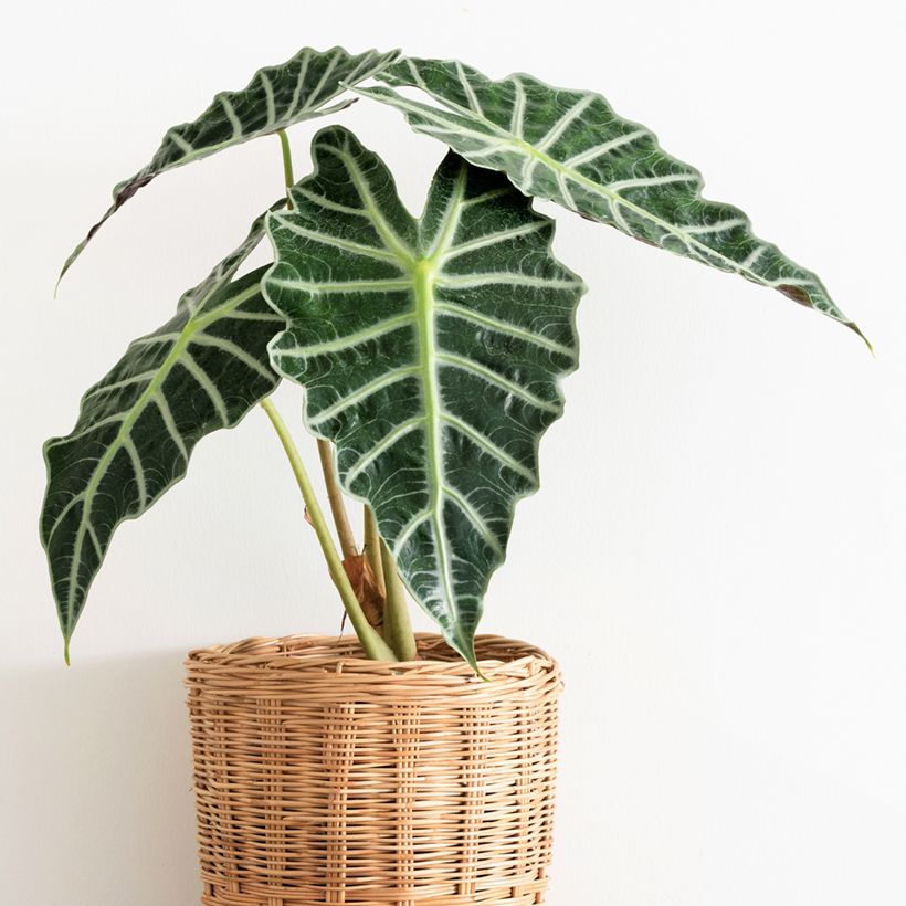 Alocasia Polly - Oreille d'éléphant (Plant habit)