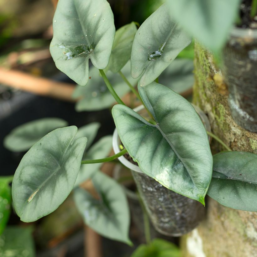 Alocasia reversa - Oreille d'éléphant (Foliage)