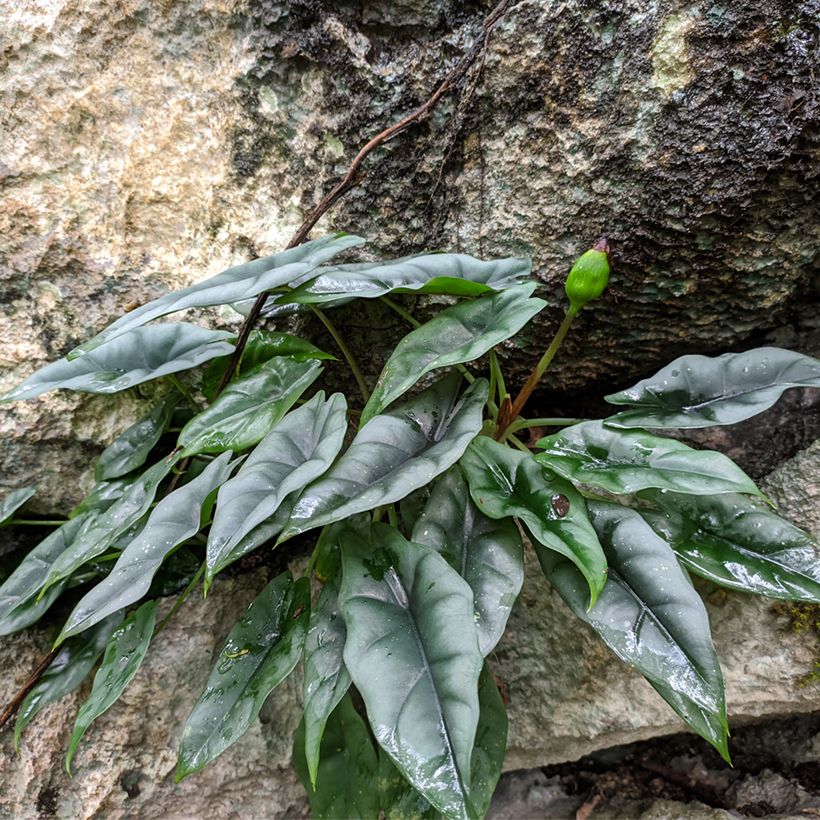 Alocasia reversa - Oreille d'éléphant (Plant habit)