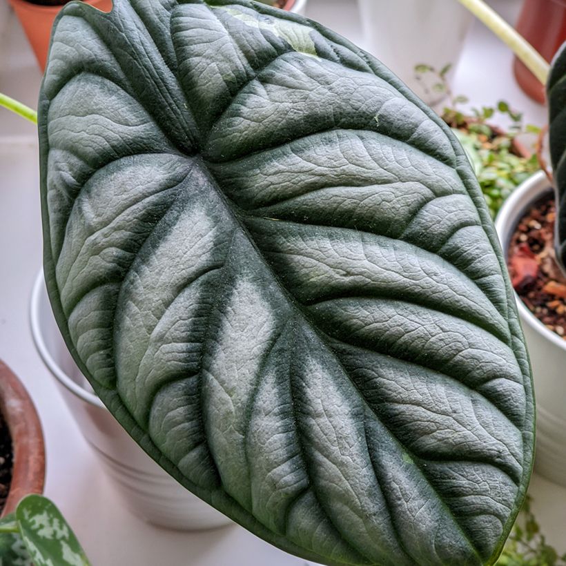 Alocasia Silver Dragon - Oreille d'éléphant (Foliage)
