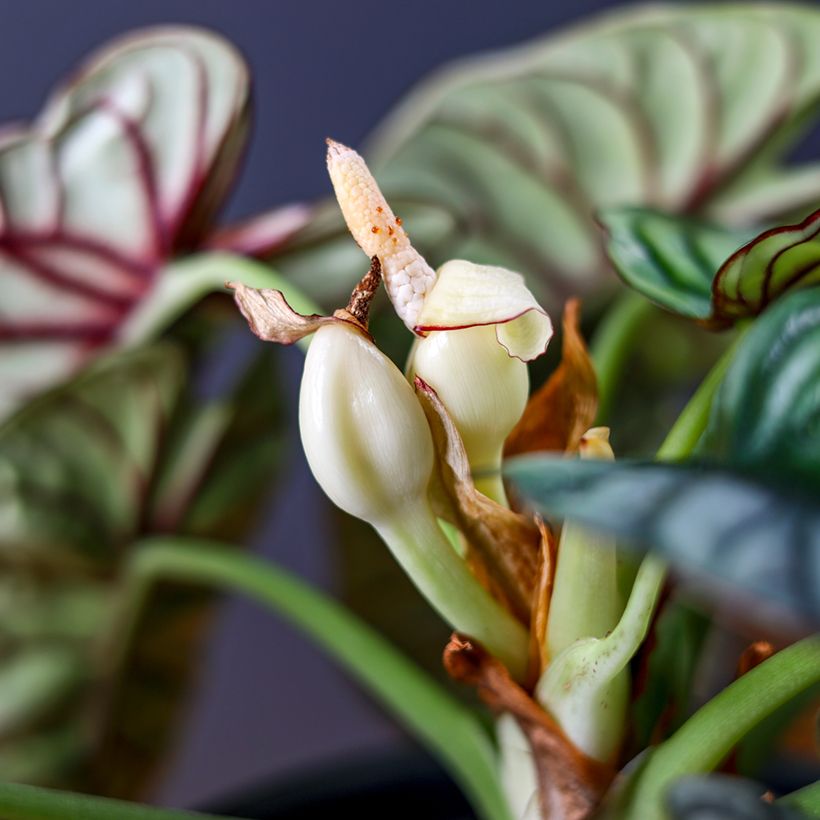 Alocasia Silver Dragon - Oreille d'éléphant (Flowering)