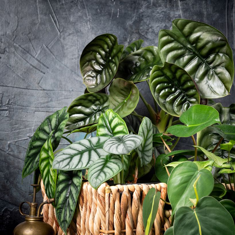 Alocasia Silver Dragon - Oreille d'éléphant (Plant habit)