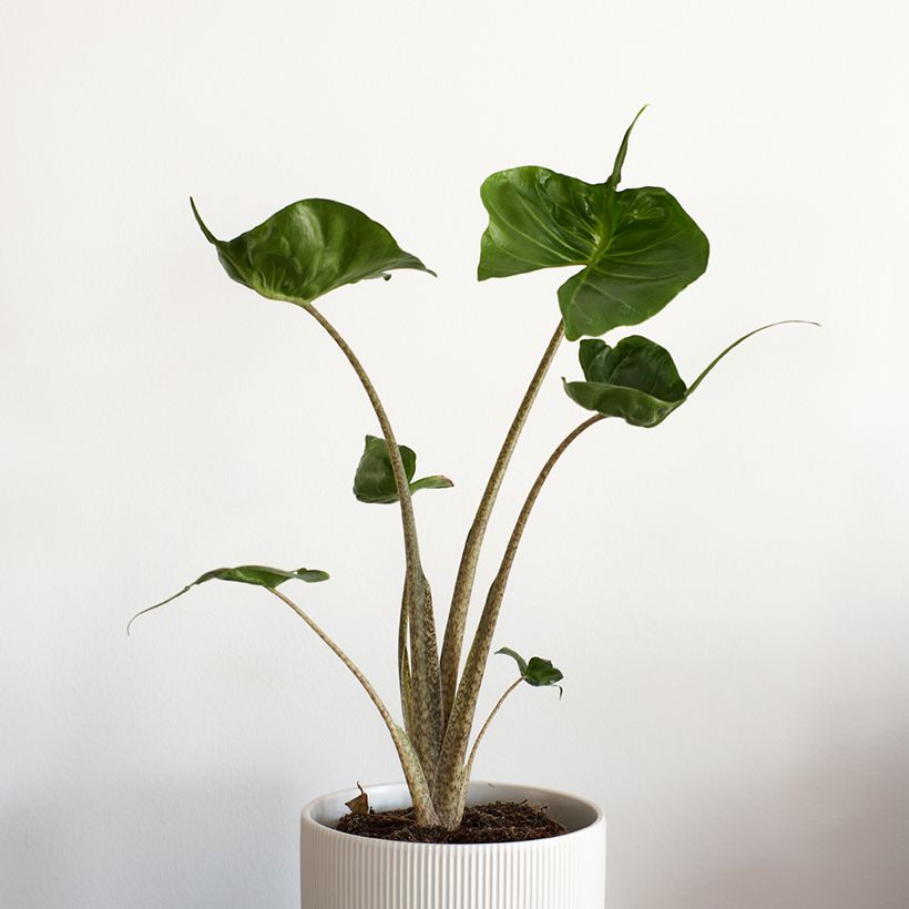 Alocasia Stingray - Oreille d'éléphant (Plant habit)