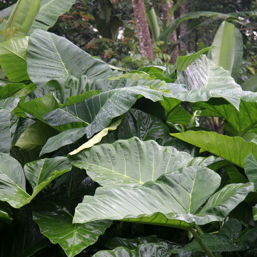 Alocasia Sumo - Oreille d'éléphant (Feuillage)
