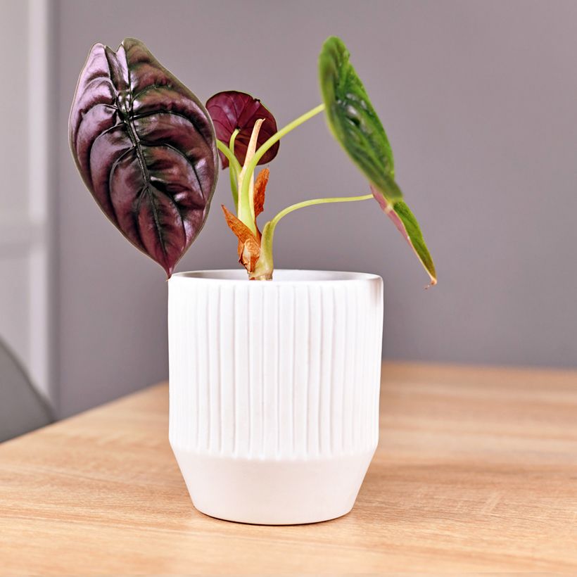 Alocasia azlanii - Oreille d'éléphant (Plant habit)