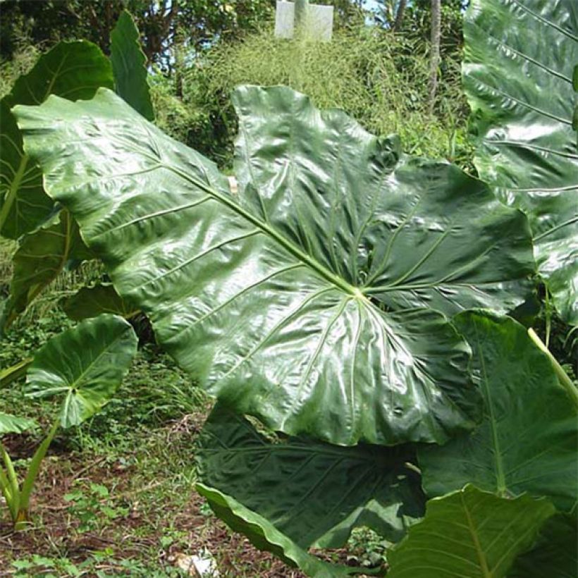 Alocasia macrorrhiza - Oreille d'éléphant (Foliage)