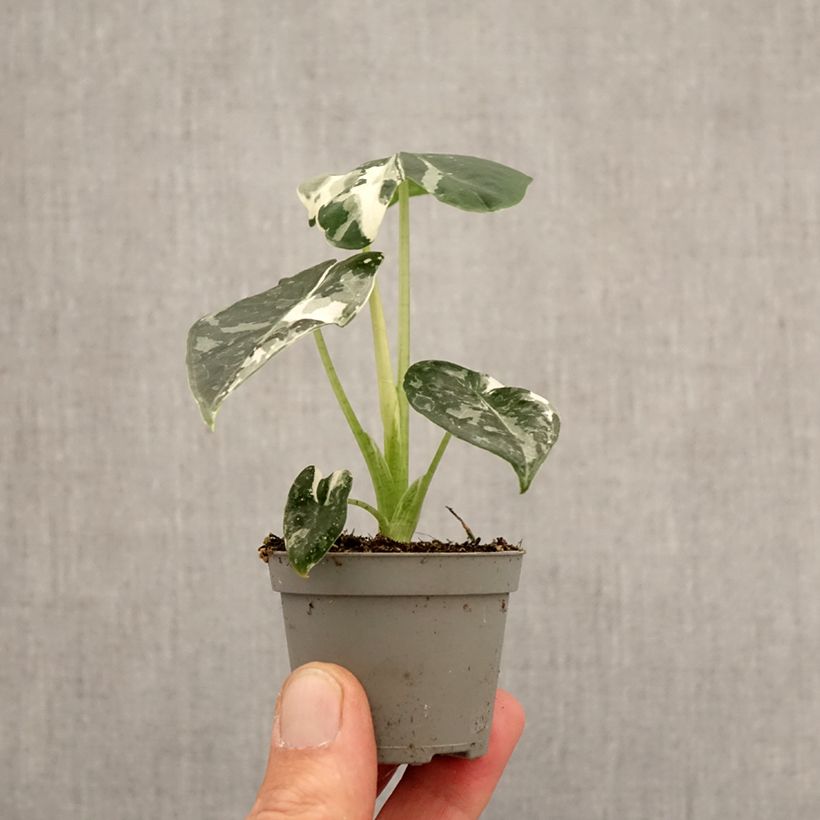 Spécimen de Alocasia Frydek Variegata - Oreille d'éléphant Mini-plante tel que livré au printemps