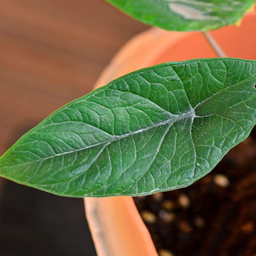 Alocasia scalprum - Oreille d'éléphant (Foliage)