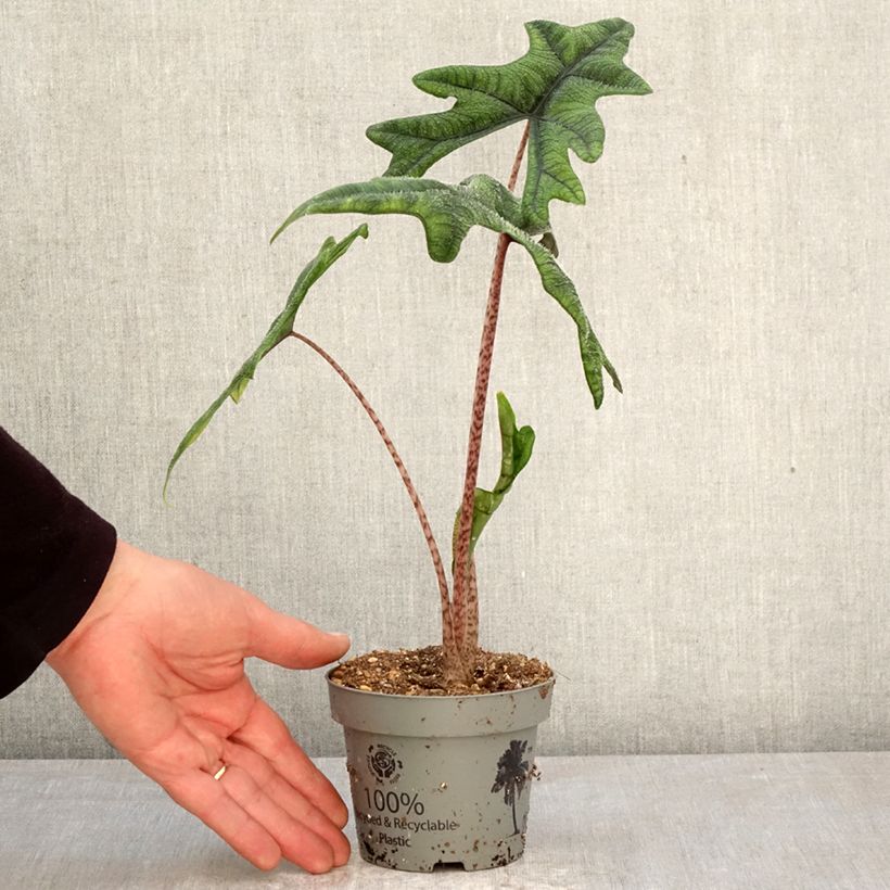 Spécimen de Alocasia Jacklyn - Oreille d'éléphant Pot de 12 cm / 13 cm tel que livré au printemps