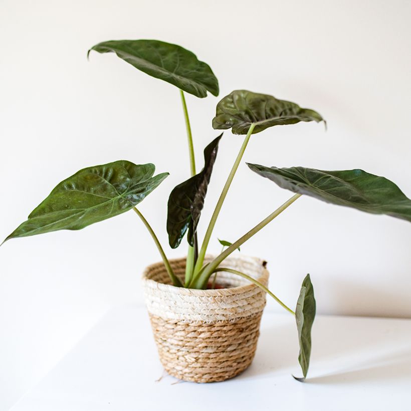 Alocasia wentii - Oreille d'éléphant (Port)