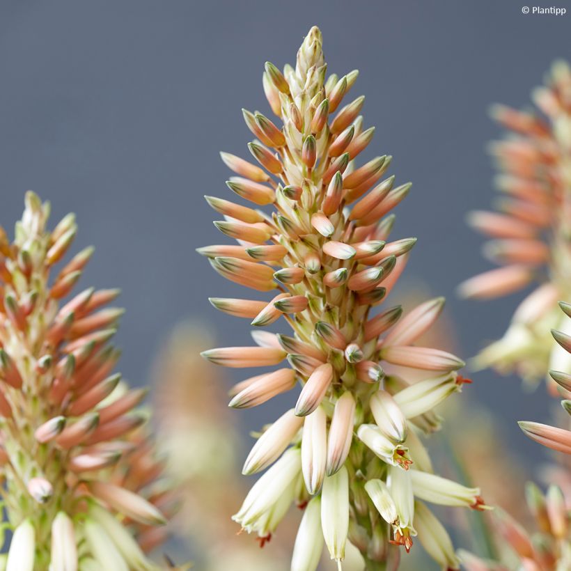 Aloe Safari Sunrise - Aloès (Flowering)