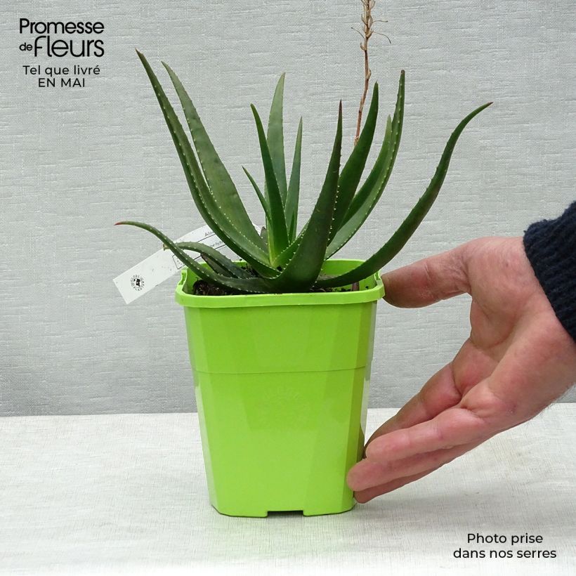 Example of Aloe Safari Sunrise - Aloès Pot de 2L/3L as you get in printemps