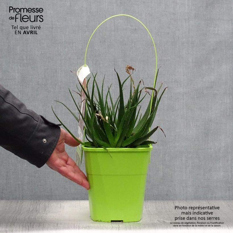 Example of Aloe Safari Sunrise - Aloès Pot de 3L/4L as you get in printemps