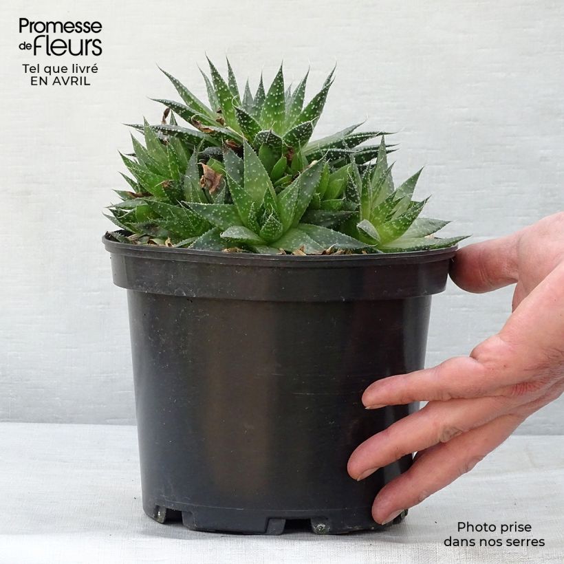 Example of Aloe aristata - Aloe nain Pot de 2L/3L as you get in printemps