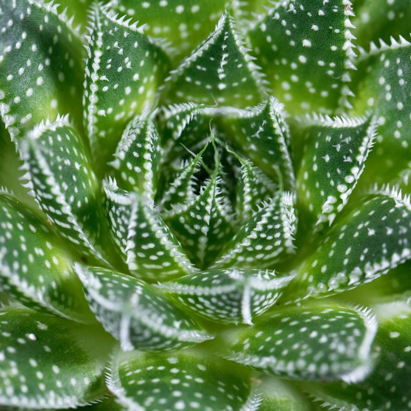 Aloe aristata - Aloe nain (Foliage)
