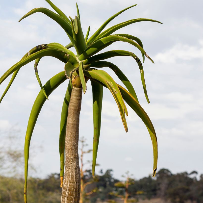 Aloe bainesii ou Aloe barberae - Aloès en arbre (Foliage)