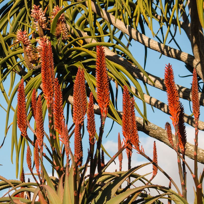 Aloe bainesii ou Aloe barberae - Aloès en arbre (Flowering)