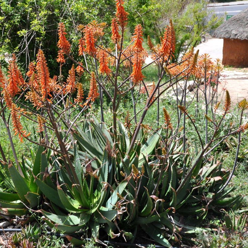 Aloe brevifolia - Aloès à feuilles courtes (Plant habit)
