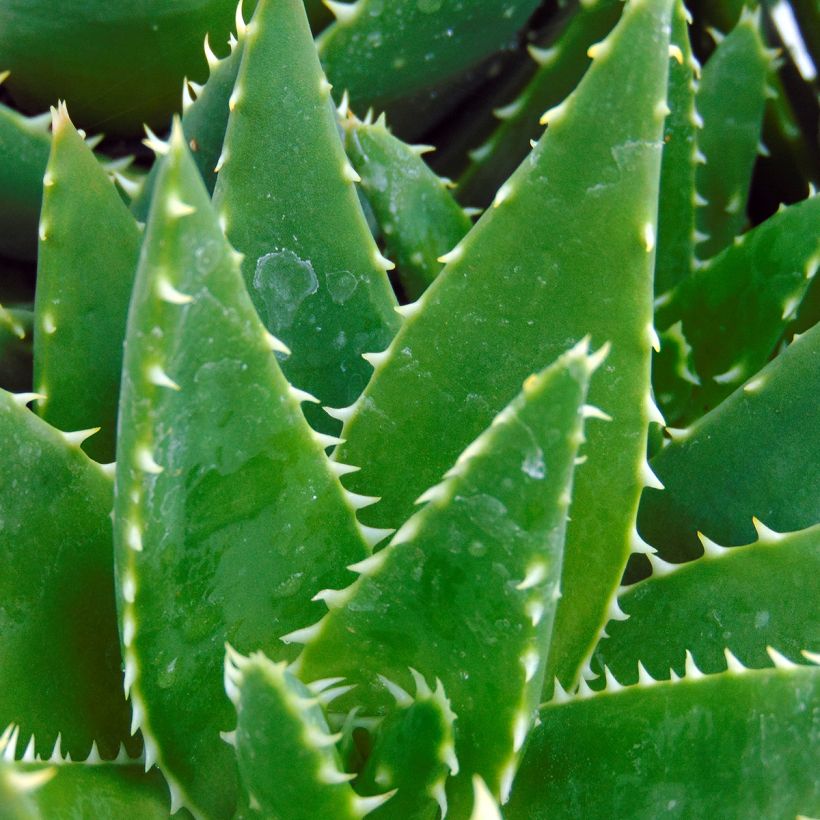 Aloe brevifolia - Aloès à feuilles courtes (Foliage)
