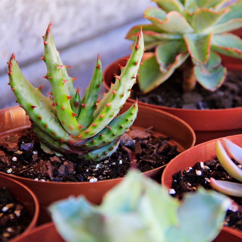Aloe conifera Twirl - Aloès de Madagascar (Port)